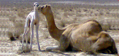 A camel with her young baby