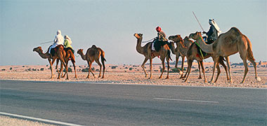 A small group of camels moving up the North Road