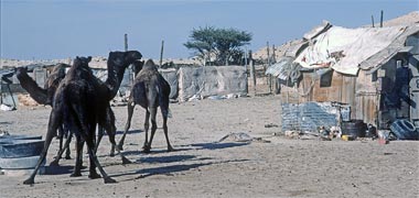 Detail of a short term barasti encampment with camels