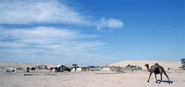 A short term barasti encampment with camels