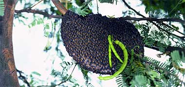 A swarm of bees on an acacia tree