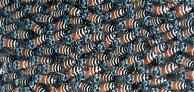 A swarm of bees on an acacia tree