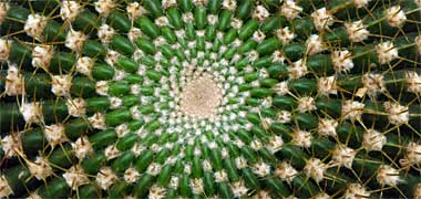 Spirals on a cactus