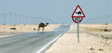 A camel warning sign and camel