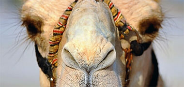 The eyes and nose of a camel