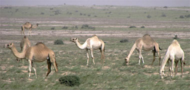 Camels grazing on grass brought on by heavy rains