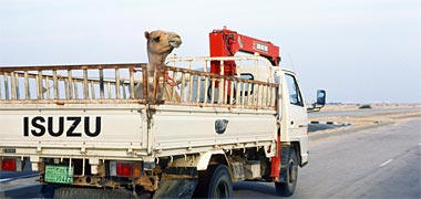 A camel being transported