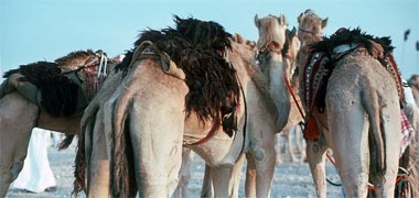 A group of camels displaying their traditional saddles