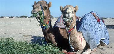 A pair of camels chewing jet