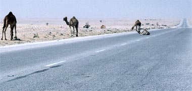 Camels dawdling on a road in the west of the peninsula