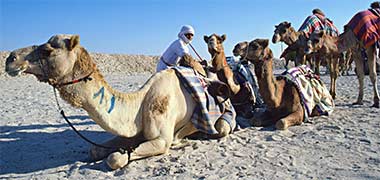 Racing camels resting