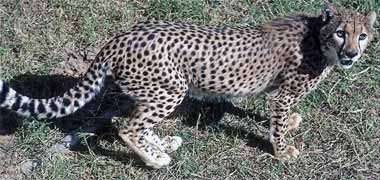 A young pet cheetah