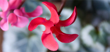 A cyclamen showing its five petals
