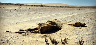 The remains of a camel in the desert