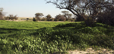 Heavy planting brought to life in the desert by winter rains
