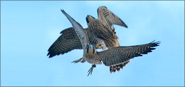 A hawk in action