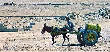 A donkey pulling a water cart south of Doha, March 1972