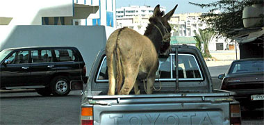 A donkey being transported on a pick-up truck