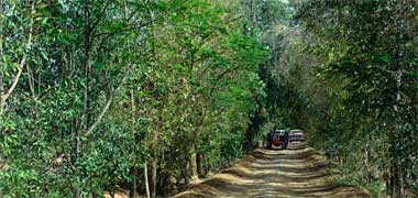 A roadway within a desert farm