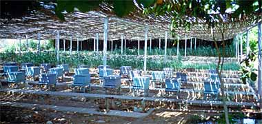 Plants and beehives under shade