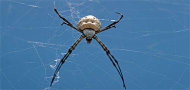 The distinctive female signature spider