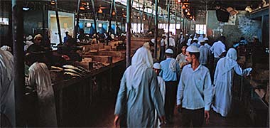 Doha’s fish suq in the 1970s