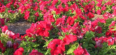 Flowers in a garden on the Doha Corniche