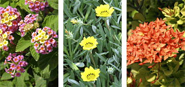 Three more examples of flowers in public and private areas