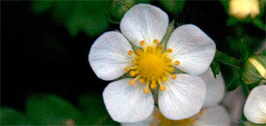 A white flower with five petals