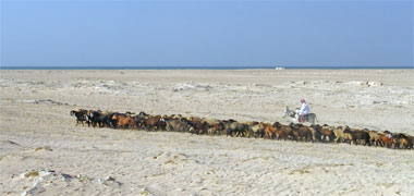A goatherd on his donkey moving his flock