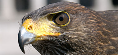The head of a Harris hawk