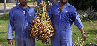 Dates being harvested by Municipality workers