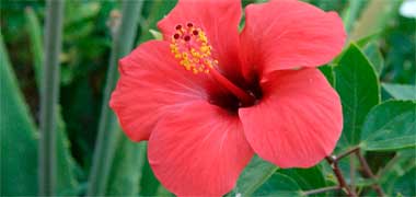 A hibiscus flower