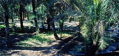 Water channels under heavy shade in a farm in Qatar