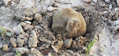 A khalasi truffle breaking through the ground