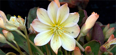 A lewsia with nine petals