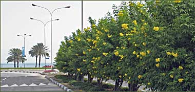 Median planting in the New District of Doha