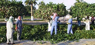 Municipality workers maintaining landscaping