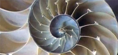 The geometry of a Nautilus shell, demonstrated in its cross-section