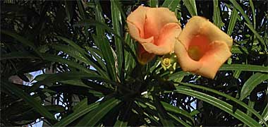 Detail of yellow oleander flowers