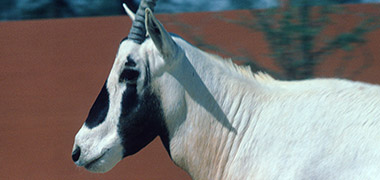 The head of an oryx