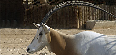 The head and horns of an oryx