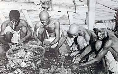 Divers opening oysters on board their boat – a government postcard