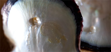 Pearls adhering to the shells in which they were found