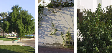 Three more examples of public planting
