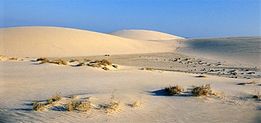 Plants living in the sand dunes