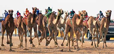 A camel race at al-Shahaniyah