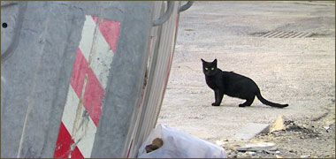 A cat beside a refuse bin