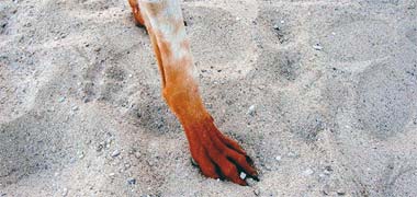 The foot of a saluqi treated with henna for protection