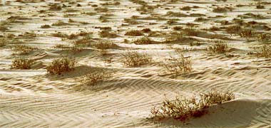 Plants living in the sand dunes